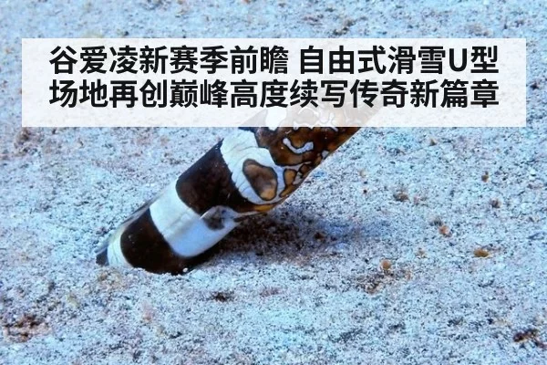 谷爱凌新赛季前瞻 自由式滑雪U型场地再创巅峰高度续写传奇新篇章